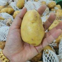 มันฝรั่งลูกสีเหลืองมันฝรั่งแท้ 100% มันฝรั่งนอกมันฝรั่งเกรดดี Yellow Baby Potatoes 100% Real Potatoes Good Grade Potatoes