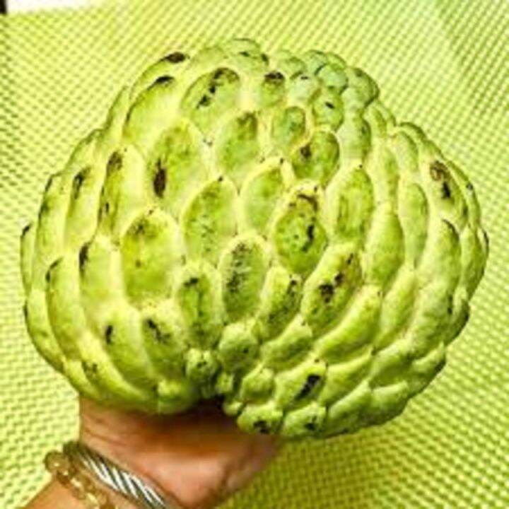 Giant Atis Seeds for Planting (3 seeds) FRUIT | Lazada PH