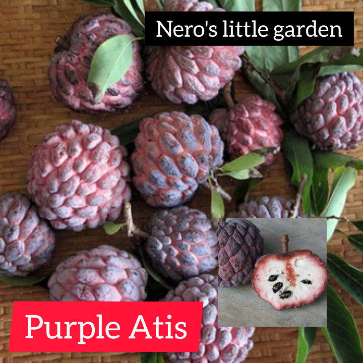 Nero's NLG0000094 purple atis seedling (2ft) | Lazada PH