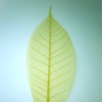 โครงใบไม้ ใบยาง สี Yellow (Standard Rubber Skeleton Leaves)