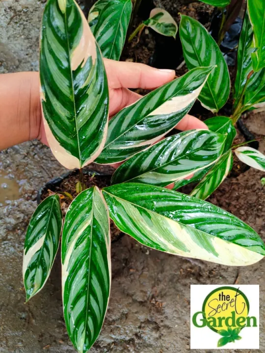 Calatheas Setosa Variegata with FREE plastic pot, pebbles and garden