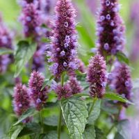 เมล็ดพันธุ์ ลาเวนเดอร์ Agastache Mexicana giant hyssop lavender 200 เมล็ด เมล็ดพันธุ์นำเข้าจาก อังกฤษ.