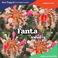 เมล็ดยิมโน "Fanta"