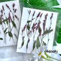 【พร้อมส่ง】ผักไผ่น้ำทับแห้ง Liao Cao ดอกไม้ทับแห้ง ดอกไม้จริงทับแห้ง ดอกไม้แห้ง Preserved Flowers?