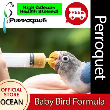 Baby parrot cheap food online