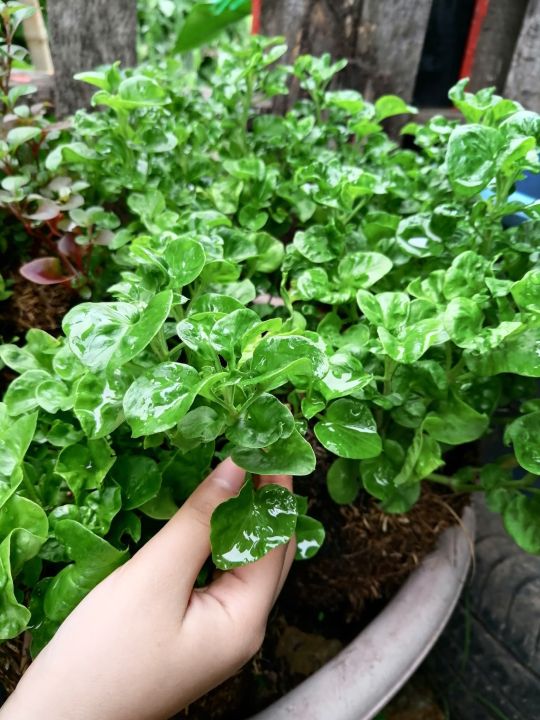 ผักวอเตอร์เครส-watercress-ผักเพื่อสุขภาพ-สีเขียว