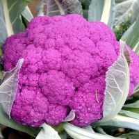 เมล็ดพันธุ์ กะหล่ำดอกสีม่วง Graffiti Cauliflower F1 Seed 10 เมล็ด คุณภาพดี ราคาถูก ของแท้ 100%