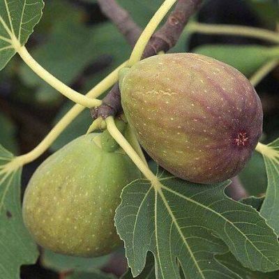 10 เมล็ด เมล็ดมะเดื่อฝรั่ง Figs สายพันธุ์ BrunSwick (บันสวิค) ของแท้ 100% มะเดื่อฝรั่ง หรือ ลูกฟิก (Fig) อัตราการงอก 70-80% Figs Seed มีคู่มือวิธีปลูก