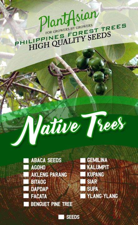 Kalumpit Tree Seeds 3 Pcs Lazada Ph