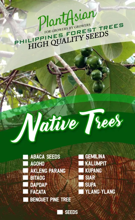 BITAOG TREE SEEDS 2 PCS | Lazada PH