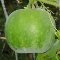 เมล็ดพันธุ์ ฟักแฟง พันธุ์ฟักหอม ( WAX GOURD SEED ) บรรจุ 5 เมล็ด