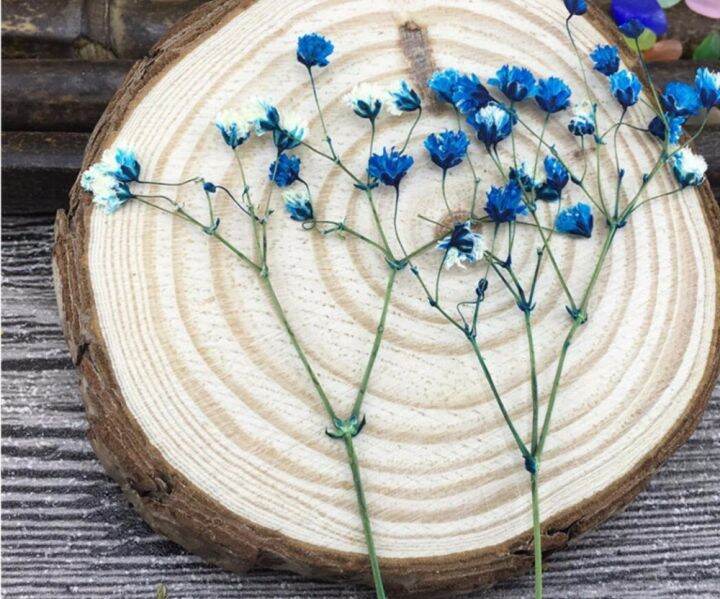 cc-60pcs-5-10cm-dried-pressed-absorbed-gypsophila-flowers-herbarium-jewelry-photo-frame