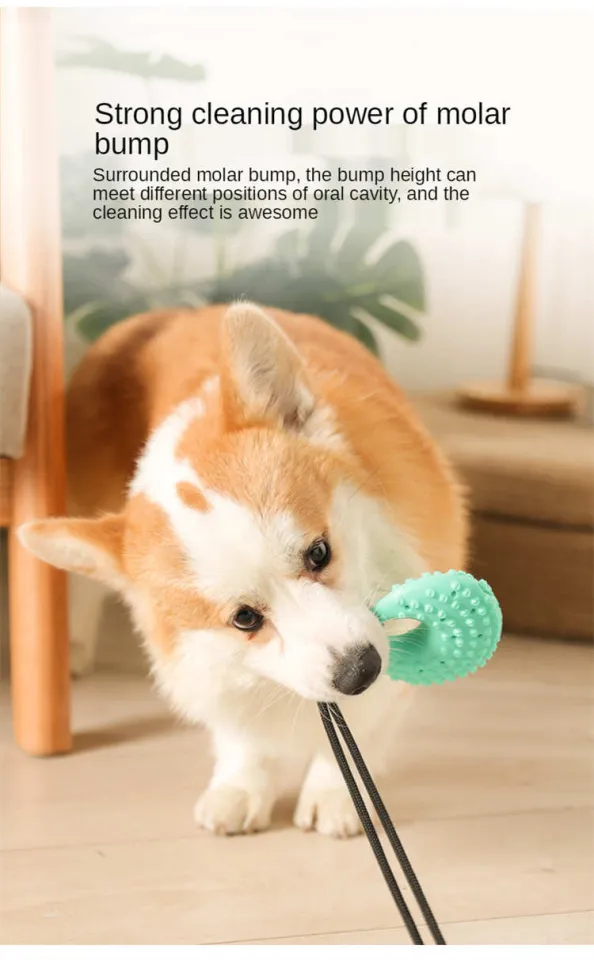 Suction Cup Dog Toy, Molar Dog Toy With Suction Cup, Interactive Pet Molar  Bite Toy For Small And Medium Dogs, For Molar Teeth Care And Cleaning Funct