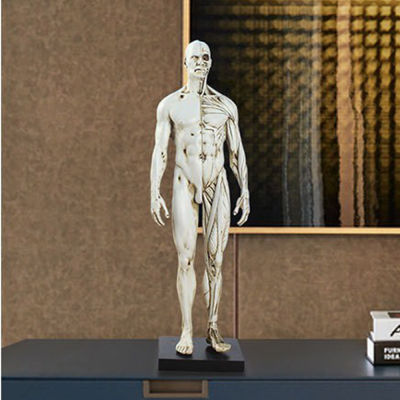 ชายหรือหญิง Human Anatomical Model Art Anatomical Figure สีขาว 11 นิ้ว