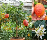 20 เมล็ดพันธุ์ เมล็ด มะนาวแดง ผลสีแดง Red Lemon Tree Seeds Organic Fruit Seeds Bonsai Blood Orange Seeds อัตราการงอก 80-85%