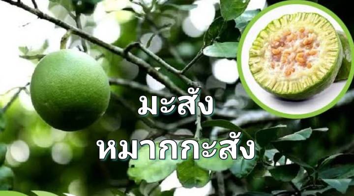 มะสัง-เมล็ดพันธุ์มะสัง-feroniella-lucida-seeds-บรรจุ-5-เมล็ด-10-บาท