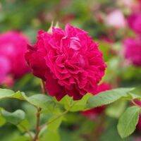 30 เมล็ด เมล็ดพันธุ์ ดอกกุหลาบ สีบานเย็น พันธุ์แคระ กุหลาบจิ๋ว Rose Seeds