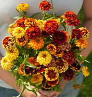 20 เมล็ด บานชื่นพรมเปอร์เซียคละสี - Mixed Persian Carpet Zinnia