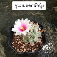 แมมชูแมนดอกผักบุ้ง เมล็ด ชูแมน เมล็ดชูแมน ชู แมน แมมชูแมนนิไอ mam shumanii mammillaria m. กระบองเพชร แคคตัส cactus seed