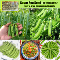 ประเทศไทยพร้อมสต็อก 35pcs ถั่วลันเตาหวาน High Yield Sugar Peas ​Seed for Sale เมล็ดพันธุ์ผัก เมล็ดผัก เมล็ดพืช เมล็ดบอนสีเทพๆ Organic Vegetable Seeds Potted Plant ปลูกผัก สวนครัว การันตีอัตรางอก ปลูกได้ทั้งปี เมล็ดพันธุ์ ต้นไม้ บอนสีราคาถูกๆ Flowers