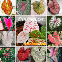 บอนสี 100 แคปซูล เมล็ดพันธุ์ สีผสม Caladium Seeds พันธุ์ไม้ดอก เมล็ด พันธุ์ไม้หายาก ต้นไม้ฟอกอากาศ ต้นไม้มงคล เมล็ดดอกไม้ ไม้ประดับ บอนสี Coleus Plants Seeds เมล็ดบอนสี ของแต่งสวน ดอกไม้ตกแต่ง ต้นดอกไม้สวยๆ