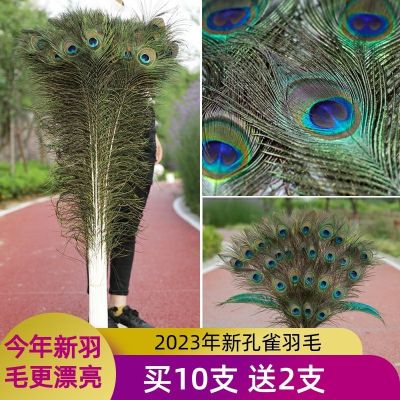 ✗▫▽ natural peacock feathers living room internet celebrity diy ornaments large feather tail hair real decoration