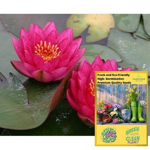 Water Lily Seeds Scarlet Red NB3 High germination Flower Seeds Lazada PH