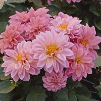 35 เมล็ด Flower Seeds เมล็ดพันธุ์ Dahlietta สายพันธุ์ยุโรป ดอกรักเร่ นำเข้าจากอังกฤษ ดอกใหญ่  Dahlia Flower Seeds