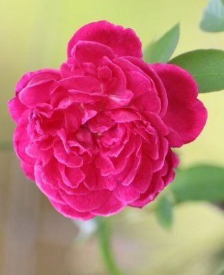 30 เมล็ด เมล็ดพันธุ์ ดอกกุหลาบ สีม่วง พันธุ์แคระ กุหลาบจิ๋ว Rose seed