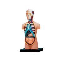 4 d medical teaching Master assembles toy visceral organs anatomical model of DIY science appliance