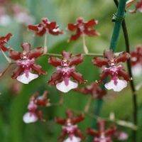 30 เมล็ดพันธุ์ เมล็ดกล้วยไม้ กล้วยไม้ออนซิเดียม (Oncidiums Orchids) Orchid flower seed อัตราการงอก 80-85%.