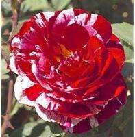 30 เมล็ด เมล็ดพันธุ์ กุหลาบ สตาร์แอนด์สไตร้พส์ Stripes Rose Seed สี ขาว-แดง ดอกใหญ่ นำเข้าจากต่างประเทศ Garden Seeds