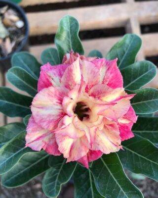 2 เมล็ด เมล็ดพันธุ์ ชวนชม สายพันธุ์ Bellerose สีเหลืองแดง Bonsai Desert Rose Adenium Seed กุหลาบทะเลทราย ราชินีทะเลทราย บอนไซ มีคู่มือปลูก