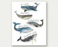 Whale Print, Whale Species,สิ่งประดับรูปปลาวาฬพิมพ์ได้,Whale ตกแต่งเนอสเซอรี่ศิลปะวาฬโปสเตอร์สถานรับเลี้ยงเด็ก,Boy เนอสเซอรี่1ชิ้นมีกรอบด้านในหรือไร้กรอบ