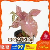 Pro +++ ออมชมพู PINK SYNGONIUM ต้นไม้มงคล ต้นไม้ฟอกอากาศ พร้อมกระถาง 4 นิ้ว ราคาดี พรรณ ไม้ น้ำ พรรณ ไม้ ทุก ชนิด พรรณ ไม้ น้ำ สวยงาม พรรณ ไม้ มงคล