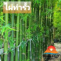 ไผ่ทำรั้ว ไผ่รั้ว bamboo blackcliffgarden ไม้ไผ่ ไม้มงคล ลำต้นตรง เป็นร่มเงากันแสงตามธรรมรชาติ