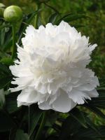 20 เมล็ด เมล็ดโบตั๋น ดอกโบตั๋น ดอกพีโอนี (Peony) สีขาว White Peony ดอกไม้นี้​เป็นสัญลักษณ์ของความมั่งคั่งร่ำรวย ความซื่อสัตย์ อัตรางอกสูง 70-80 %