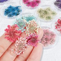 [ใหม่2023] 10 Pcs ดอกไม้แห้งสำหรับเรซิ่น Flakes อีพ็อกซี่แม่พิมพ์เรซิน DIY เคสโทรศัพท์เล็บการตกแต่งศิลปะจริงดอกไม้สำหรับเครื่องประดับทำ