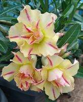 2 เมล็ด เมล็ดพันธุ์ ชวนชม สายพันธุ์ Evanthe สีเหลืองชมพู Bonsai Desert Rose Adenium Seed กุหลาบทะเลทราย ราชินีทะเลทราย บอนไซ มีคู่มือปลูก