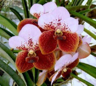 30 เมล็ดพันธุ์ เมล็ดกล้วยไม้ ฟาแลนนอปซิส (Phalaenopsis Orchids) Orchid flower seeds อัตราการงอกสูง 70-80%