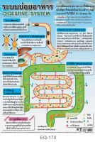 โปสเตอร์ ระบบย่อยอาหาร #EQ-170 โปสเตอร์กระดาษอาร์ตมัน สื่อการเรียนการสอน สื่อการเรียนรู้