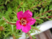 20 เมล็ดพันธุ์ เมล็ด คุณนายตื่นสาย หรือ แพรเซี่ยงไฮ้ Portulaca grandiflora Seed อัตราการงอก 80-85%