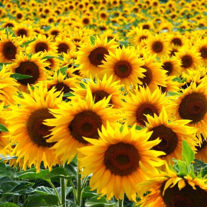 Dwarf sunflower buto / Higanteng Sunflower Buto Mataas na Germination