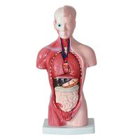 Human Torso Body Organ Anatomy Anatomical Model Medical Science School Learn