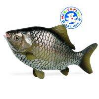 Munich Play - โมเดล Crucian Carp ปลาตะเพียน ขนาด 17.00 CM (จากหาดใหญ่)