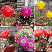 (โปร++) เมล็ดพันธ์ุ โลบิเวีย Lobivia mix 40 เมล็ด แคคตัส กระบองเพชร Cactus ส่วนลด เมล็ดพันธุ์ พันธุ์ข้าว เมล็ดหญ้า เมล็ดข้าวโพด