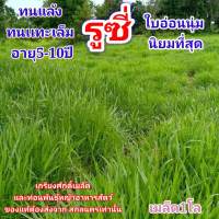 #เมล็ดหญ้ารูซี่ 1 กก.  ปลูกปี66 รับประกันการงอก  #หญ้ารูซี่ #เมล็ดพันธุ์หญ้ารูซี่ #ruzigrass #เกรียงศักดิ์เมล็ดและท่อนพันธุ์หญ้าอาหารสัตว์