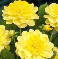 1 หัว/ออเดอร์ รักเร่ Dahlia Bulbs สายพันธุ์ Glory of Heemstede หัวรักเร่ ดอกไม้ หัวหน่อ เหง้า นำเข้า เนเธอร์แลน หัวสดใหม่