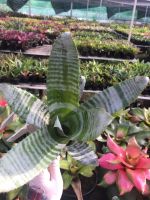 ? บิ๊กเบิ้ม-หน่อตัดสด สับปะรดสี-ม้าลาย#bromeliad# Aec. Santinii แอคเทีย ซานตินี่ #ต้นไม้สวยงาม# ไม้ประดับ# ตกแต่งบ้าน#bromeliad ของมีพร้อมส่ง เก็บเงินปลายทาง ?