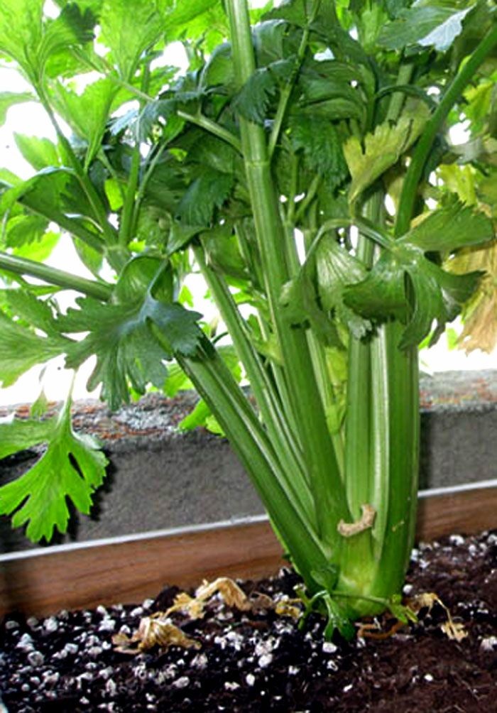 Approx 300 Seeds Excellent variety Celery Seeds "CHINESE" 